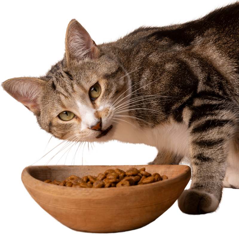 Coningsby Cat Care Coningsby Cat Care