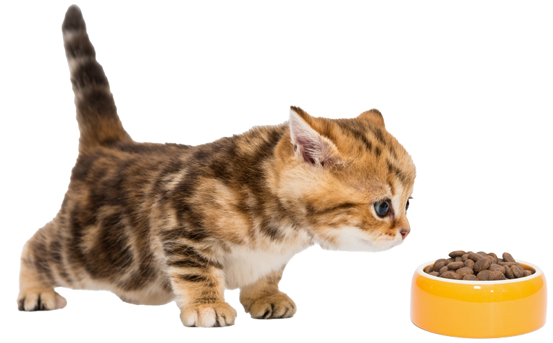 Coningsby Cat Care Coningsby Cat Care