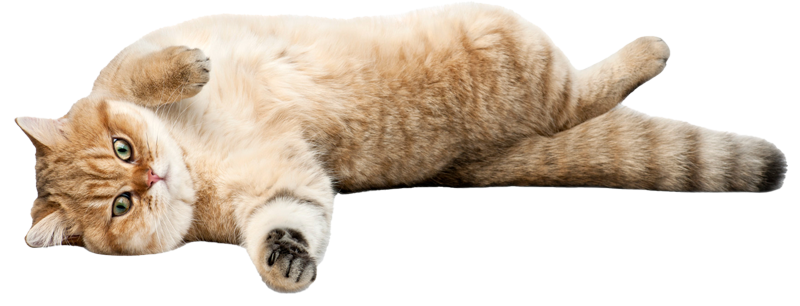 Coningsby Cat Care Coningsby Cat Care