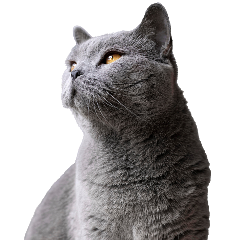 Coningsby Cat Care Coningsby Cat Care