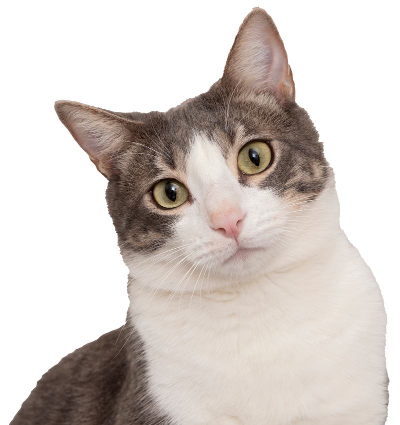 Coningsby Cat Care Coningsby Cat Care
