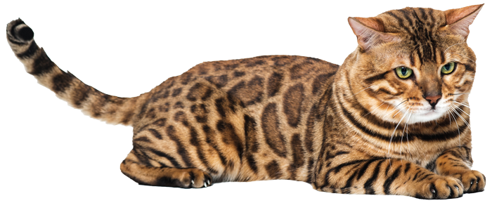 Coningsby Cat Care Coningsby Cat Care