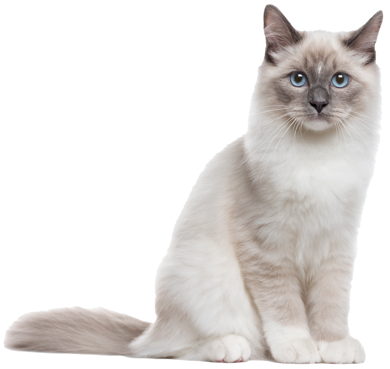 Coningsby Cat Care Coningsby Cat Care