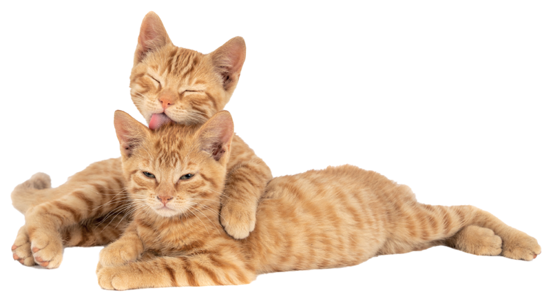 Coningsby Cat Care Coningsby Cat Care