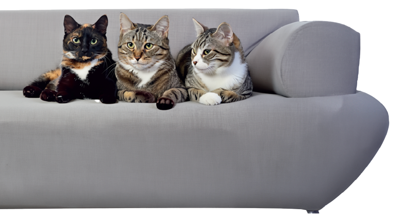 Coningsby Cat Care Coningsby Cat Care