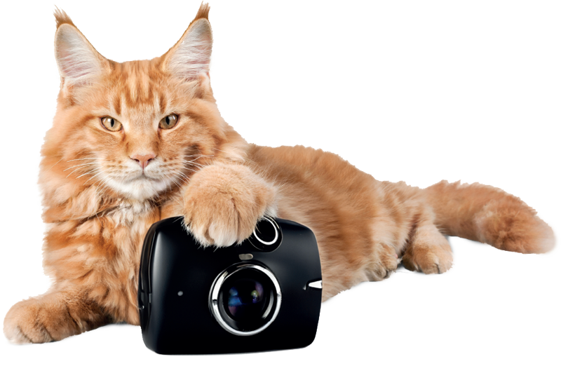 Coningsby Cat Care Coningsby Cat Care