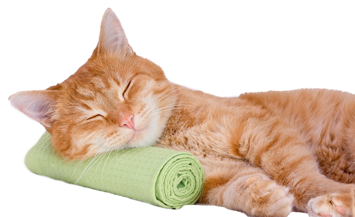 Coningsby Cat Care Coningsby Cat Care