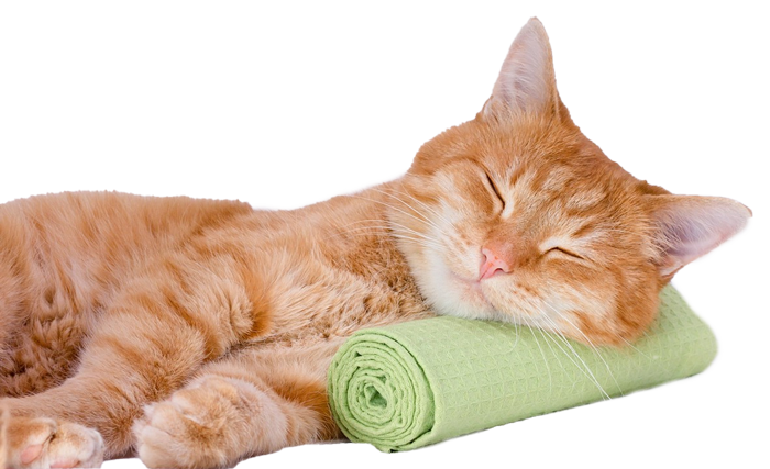 Coningsby Cat Care Coningsby Cat Care